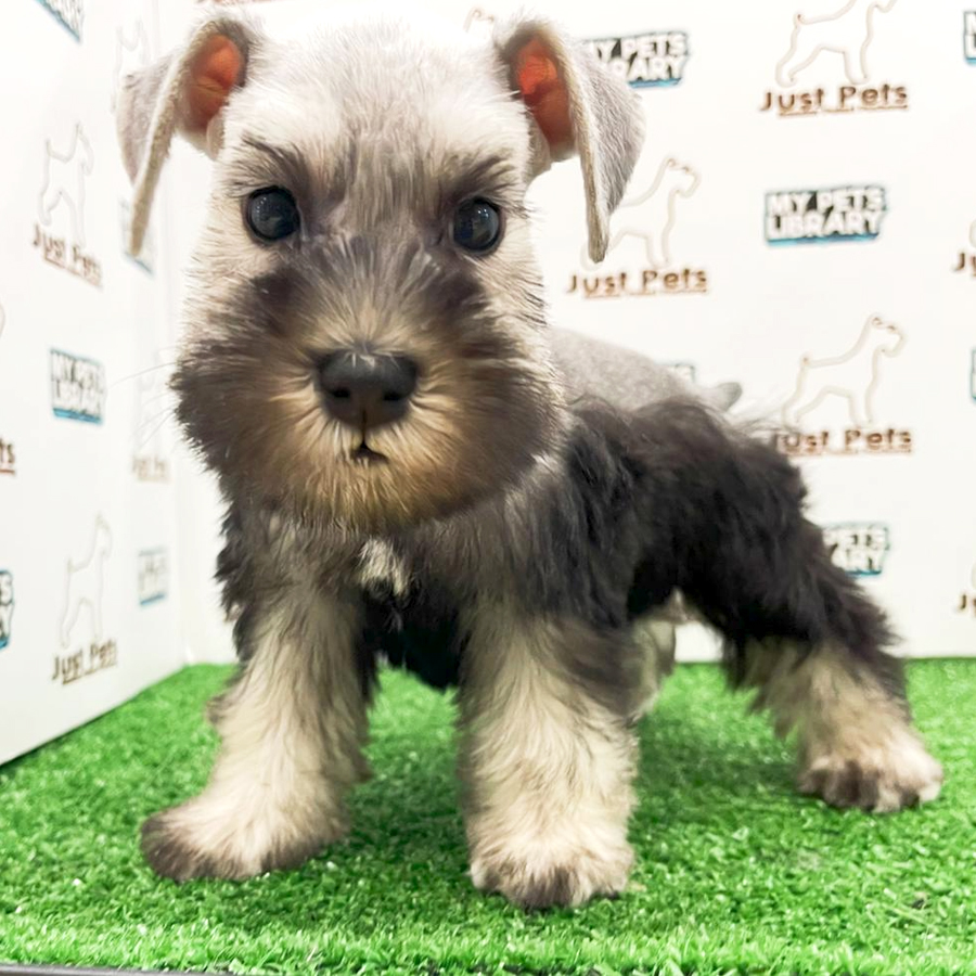 MKA Schnauzer Puppy (Female) For Sale