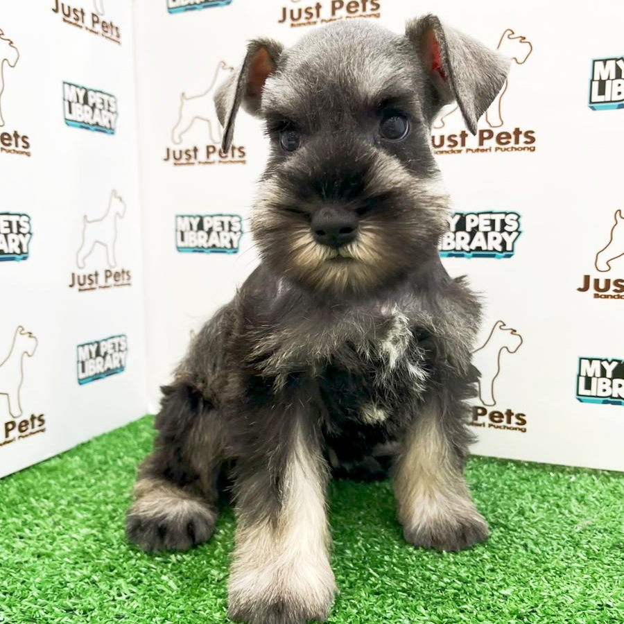 MKA Schnauzer Puppy (Female) For Sale