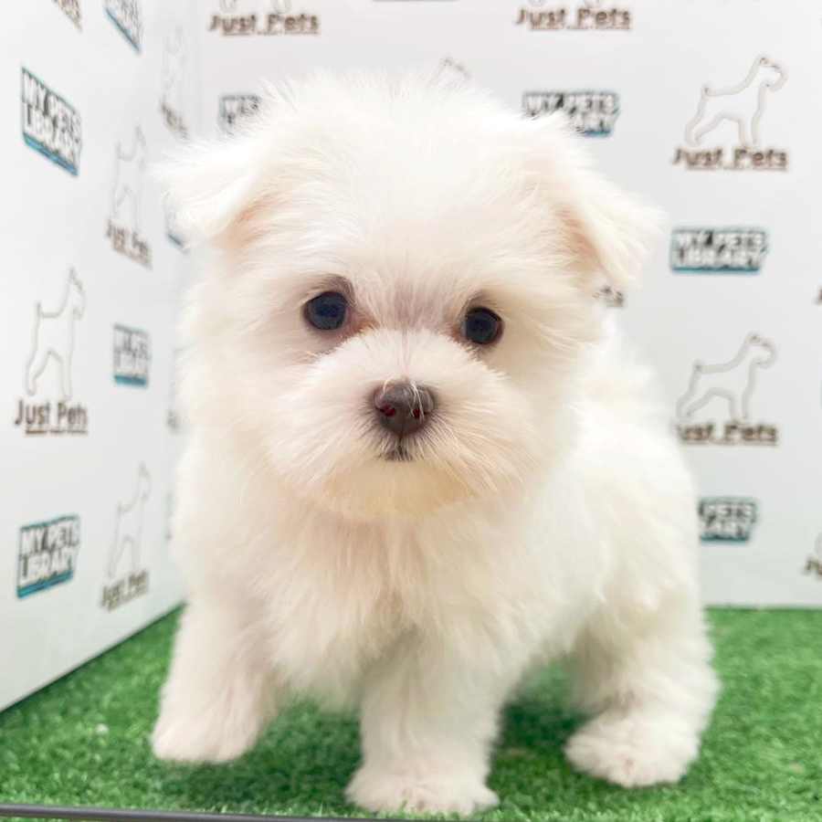 MKA Tiny Maltese Puppy (Male) For Sale