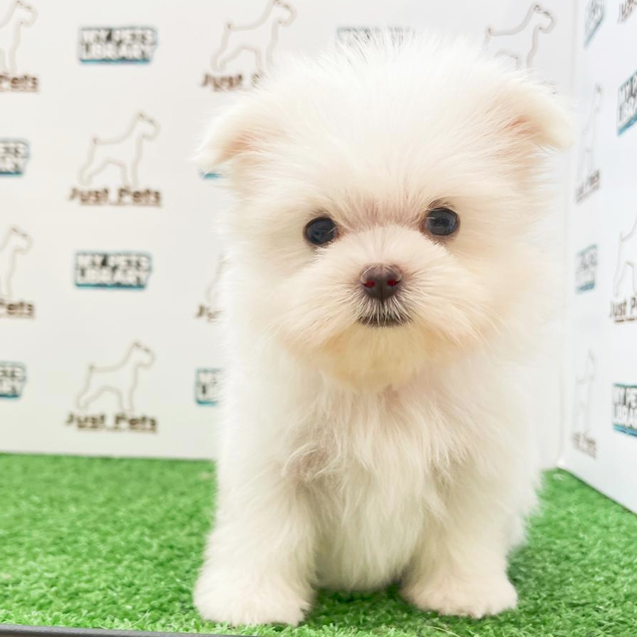 MKA Tiny Maltese Puppy (Male) For Sale