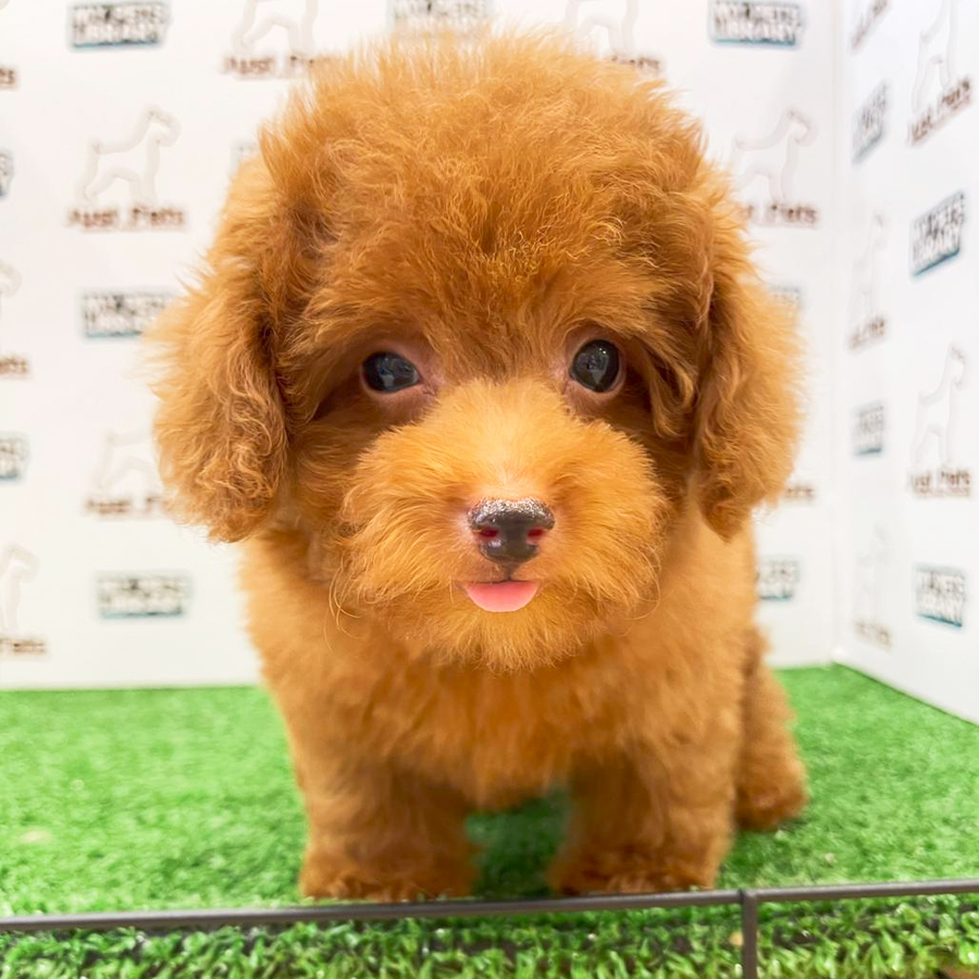 MKA Tiny Poodle Puppy (Male) For Sale