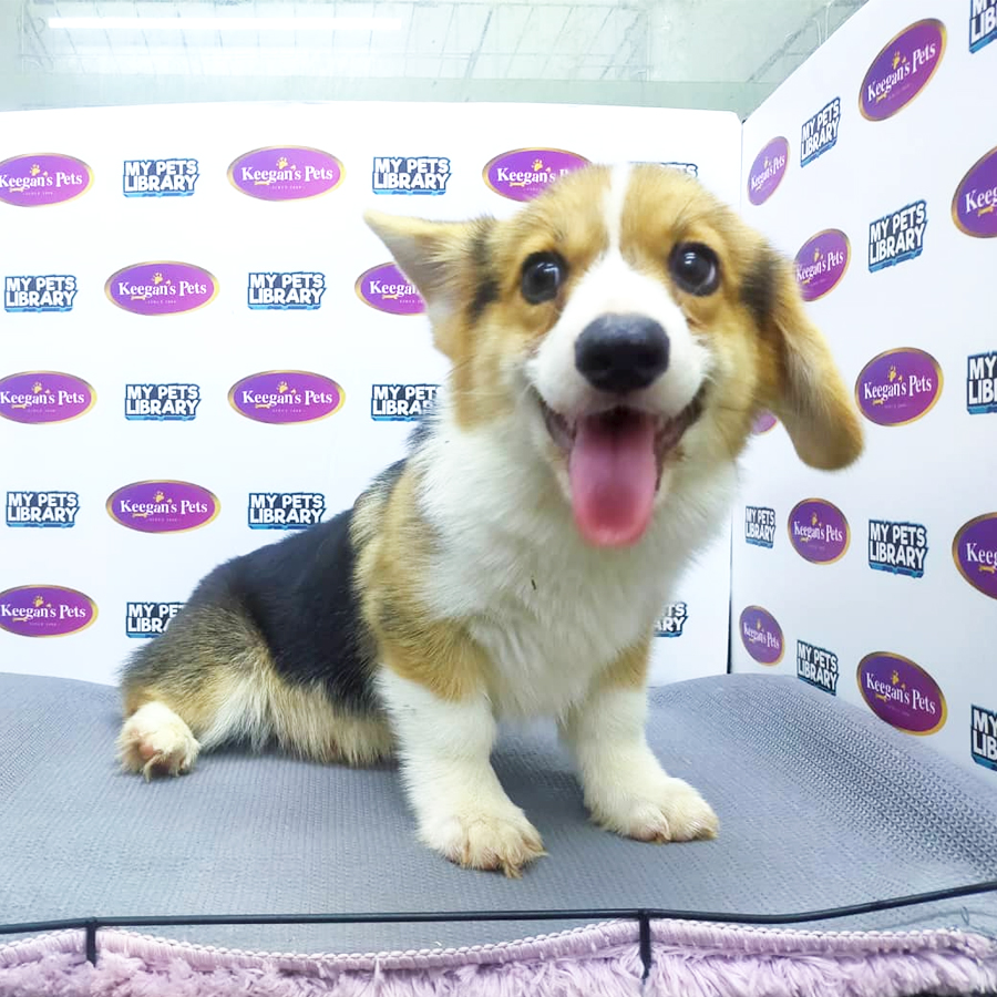 MKA Pembroke Welsh Corgi Puppy (Male) For Sale