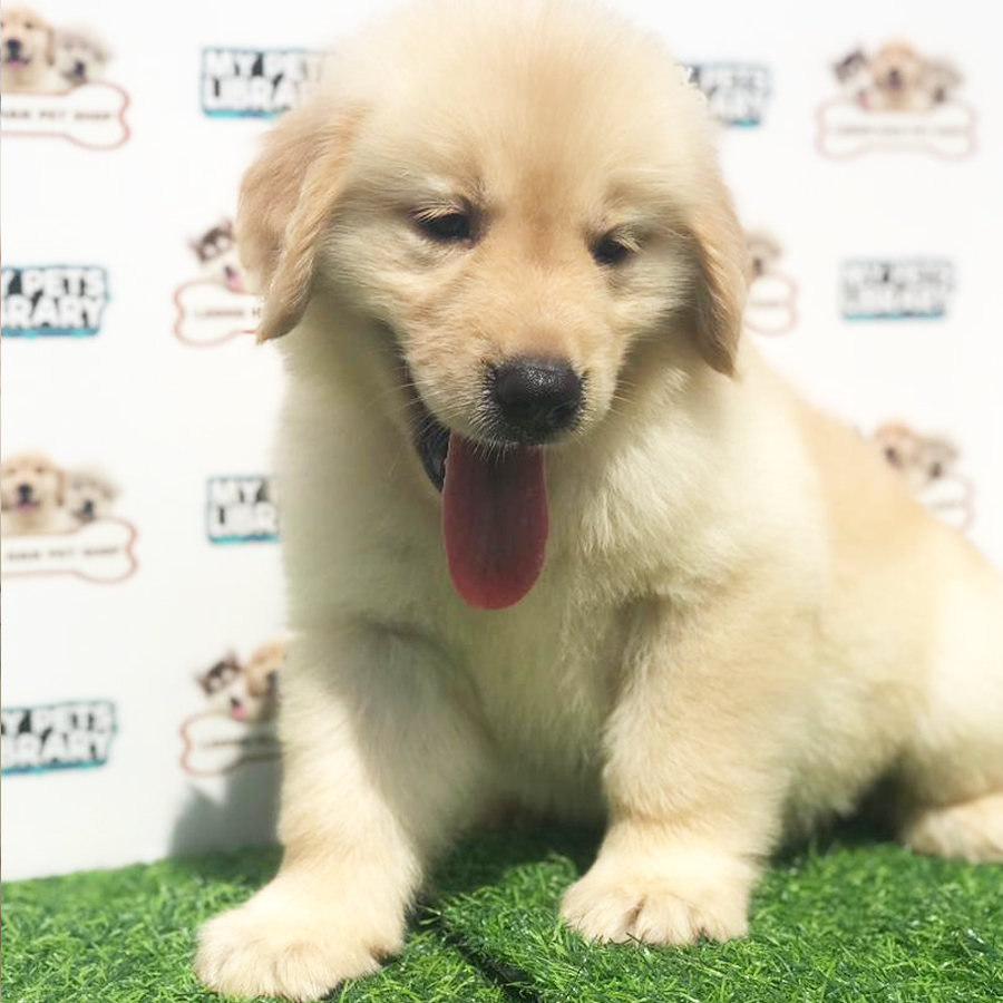 Golden Retriever Puppy (Female) For Sale