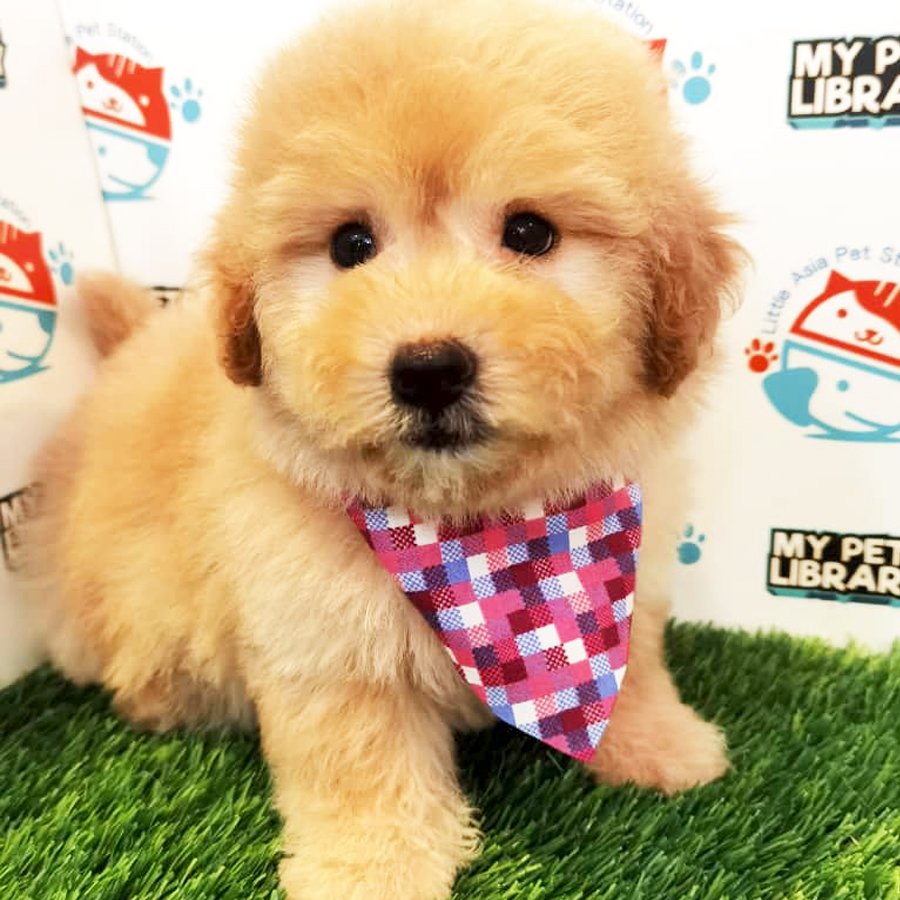 Toy Poodle Puppy (Female) For Sale