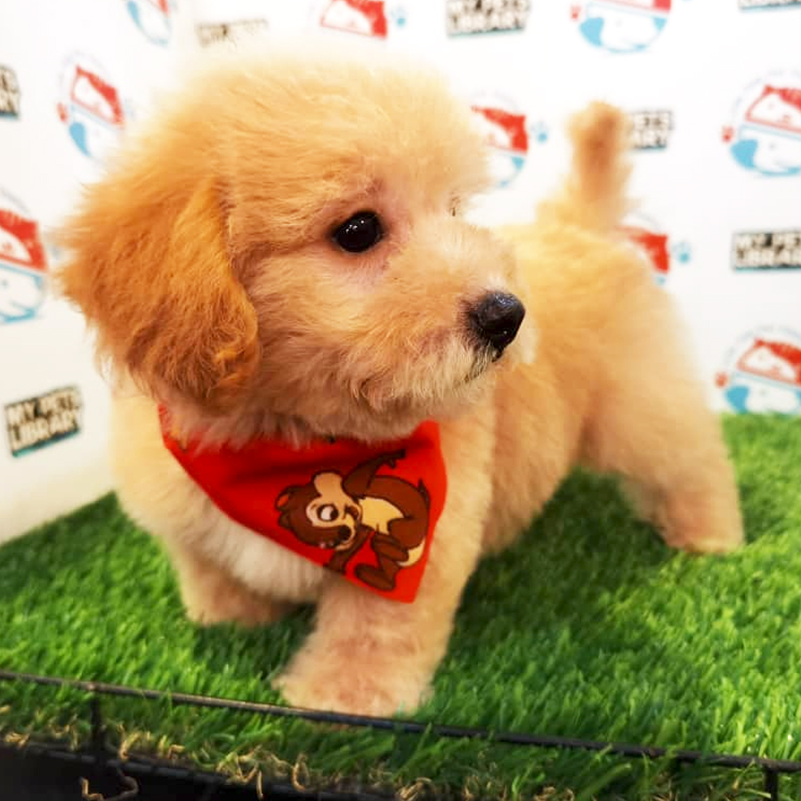 Toy Poodle Puppy (Female) For Sale