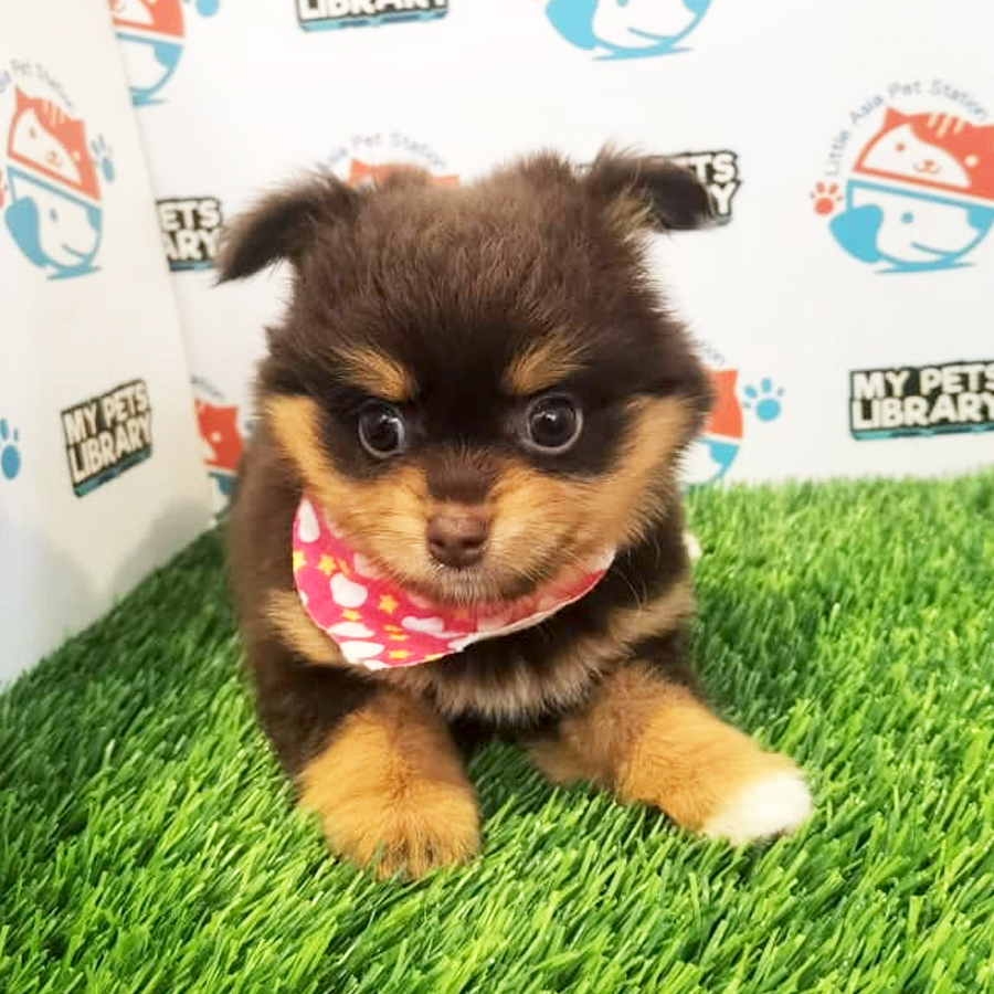 Chihuahua Puppy (Female) For Sale