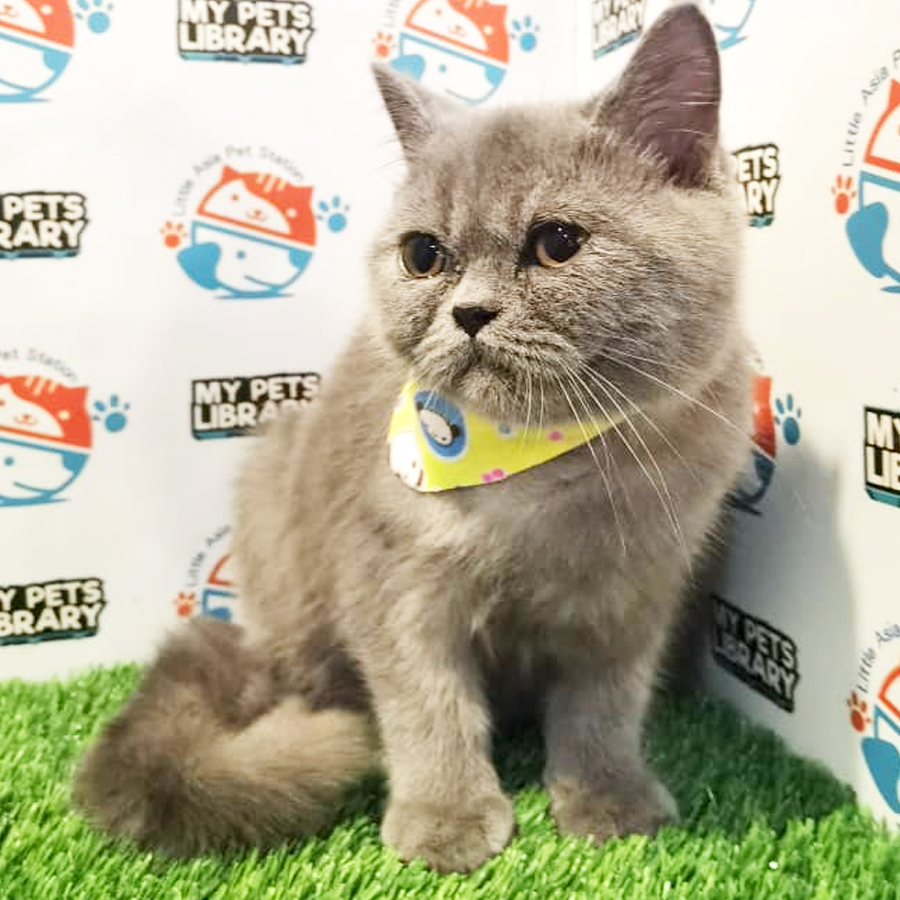British Shorthair Mix Kitten (Male) For Sale
