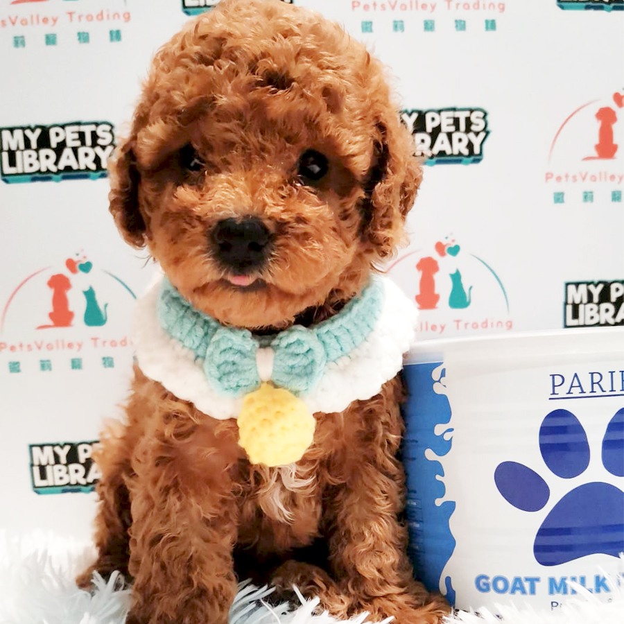 Toy Poodle Puppy (Female) For Sale