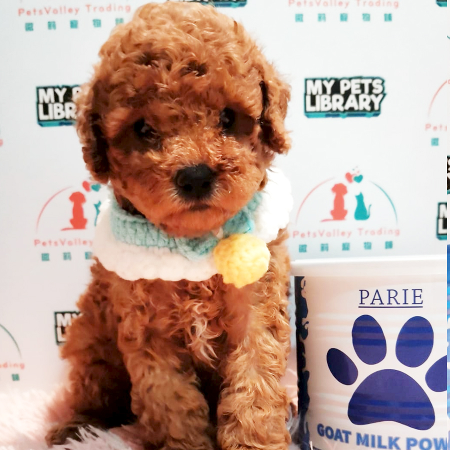 Toy Poodle Puppy (Female) For Sale