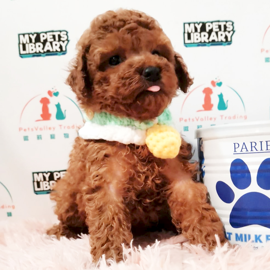 Toy Poodle Puppy (Female) For Sale