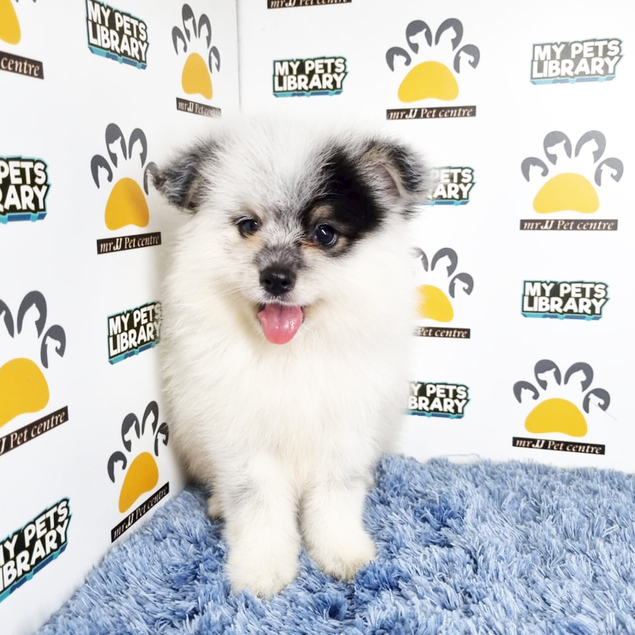 Pomeranian Mix Shih Tzu Puppy (Male) For Sale