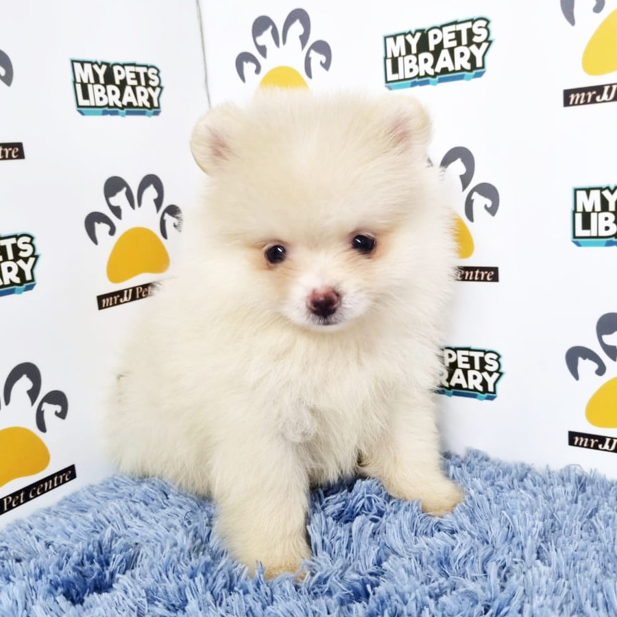 Pomeranian Puppy (Male) For Sale