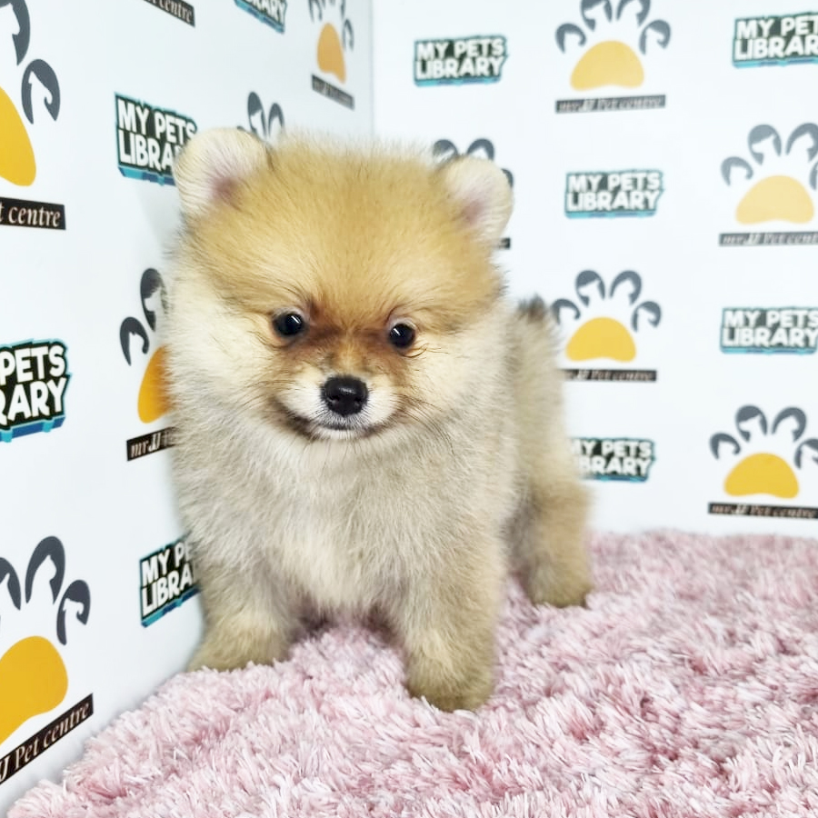 Pomeranian Puppy (Female) For Sale
