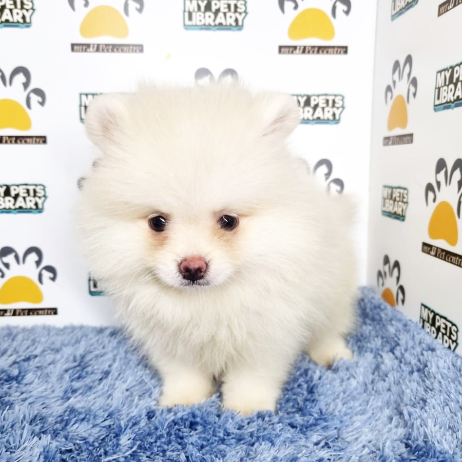 Pomeranian Puppy (Male) For Sale