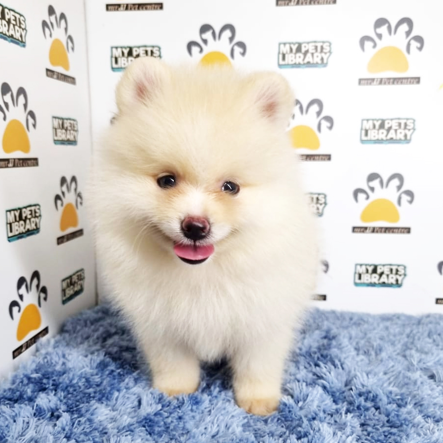 Pomeranian Puppy (Male) For Sale