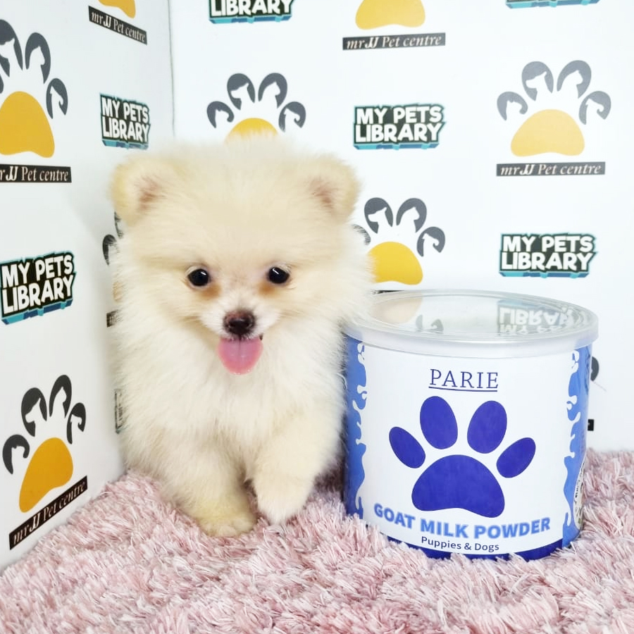 Pomeranian Puppy (Female) For Sale