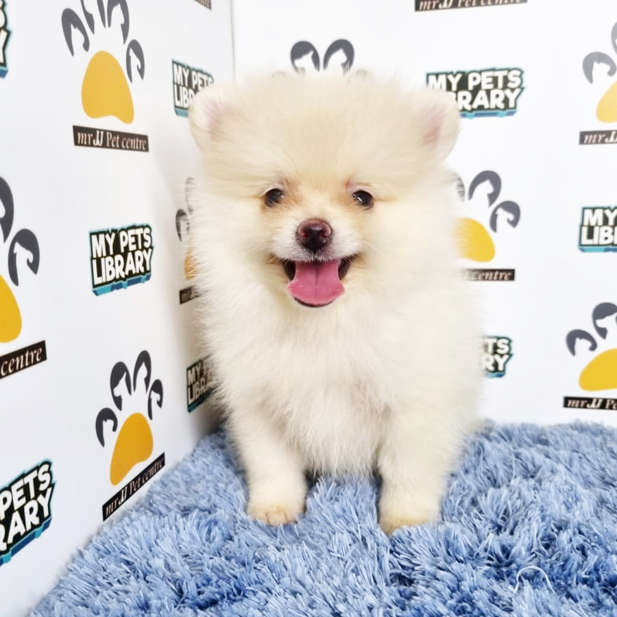 Pomeranian Puppy (Male) For Sale