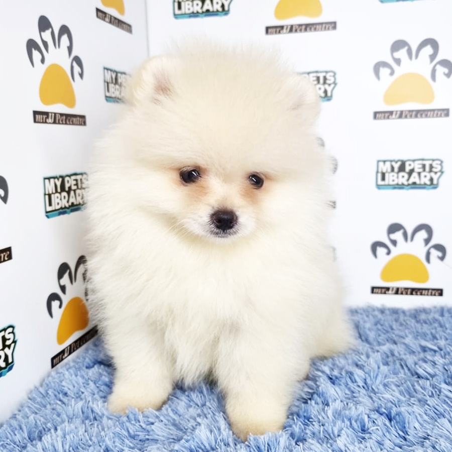 Pomeranian Puppy (Male) For Sale