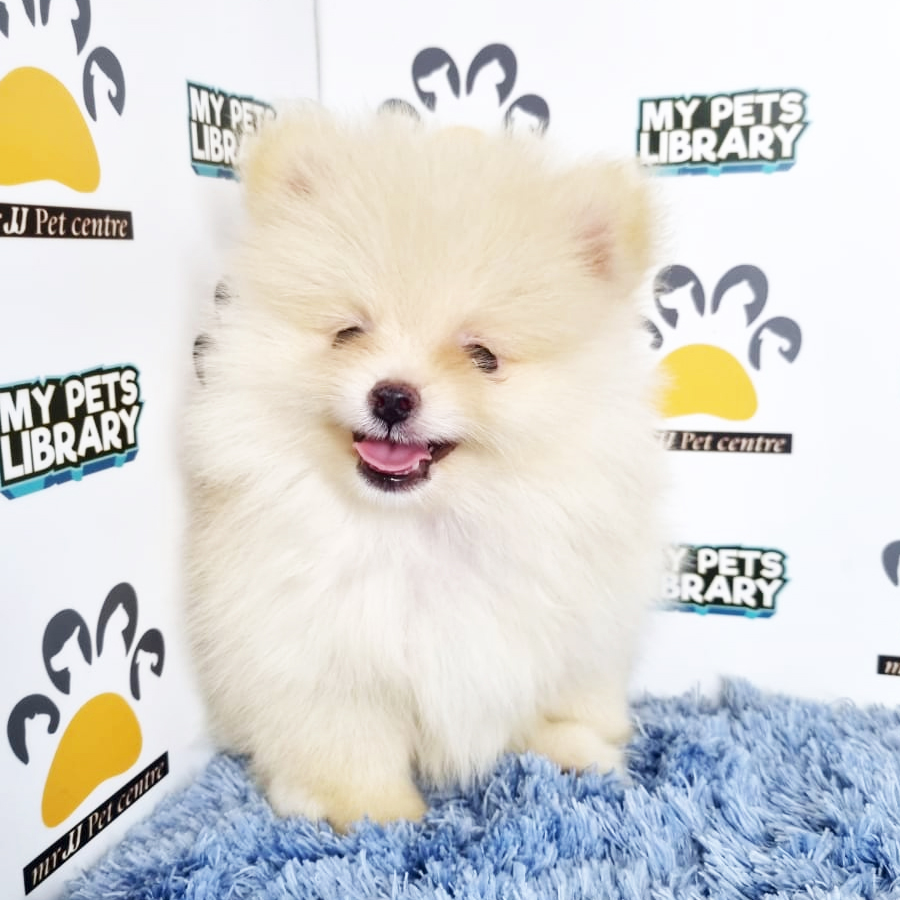 Pomeranian Puppy (Male) For Sale