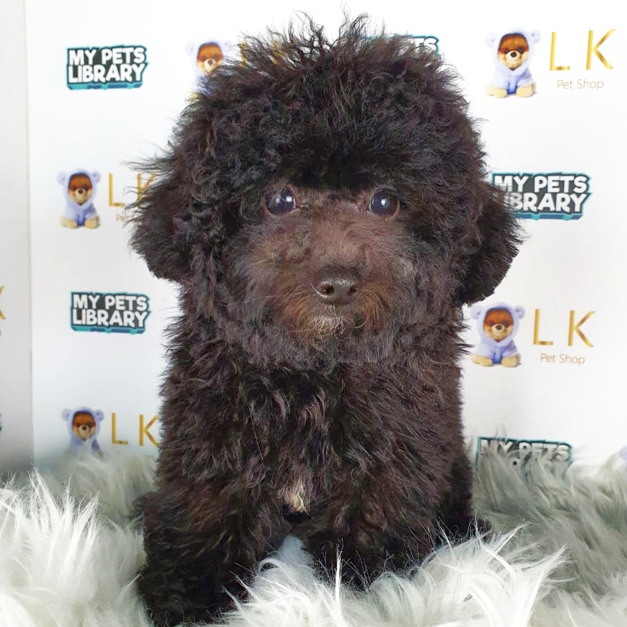 Toy Poodle Puppy (Female) For Sale