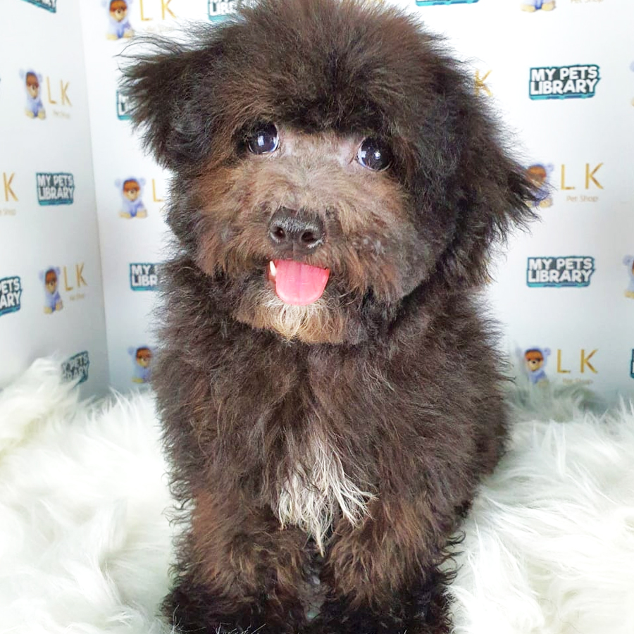 Toy Poodle Puppy (Male) For Sale