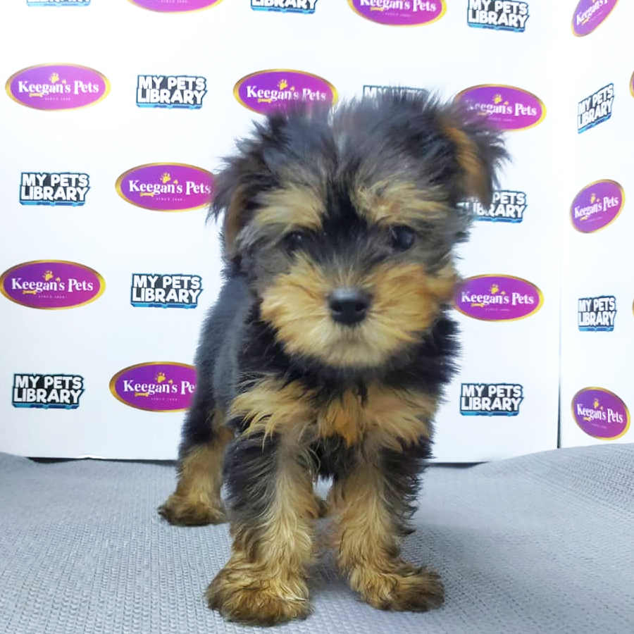 MKA Yorkshire Terrier Puppy (Male) For Sale
