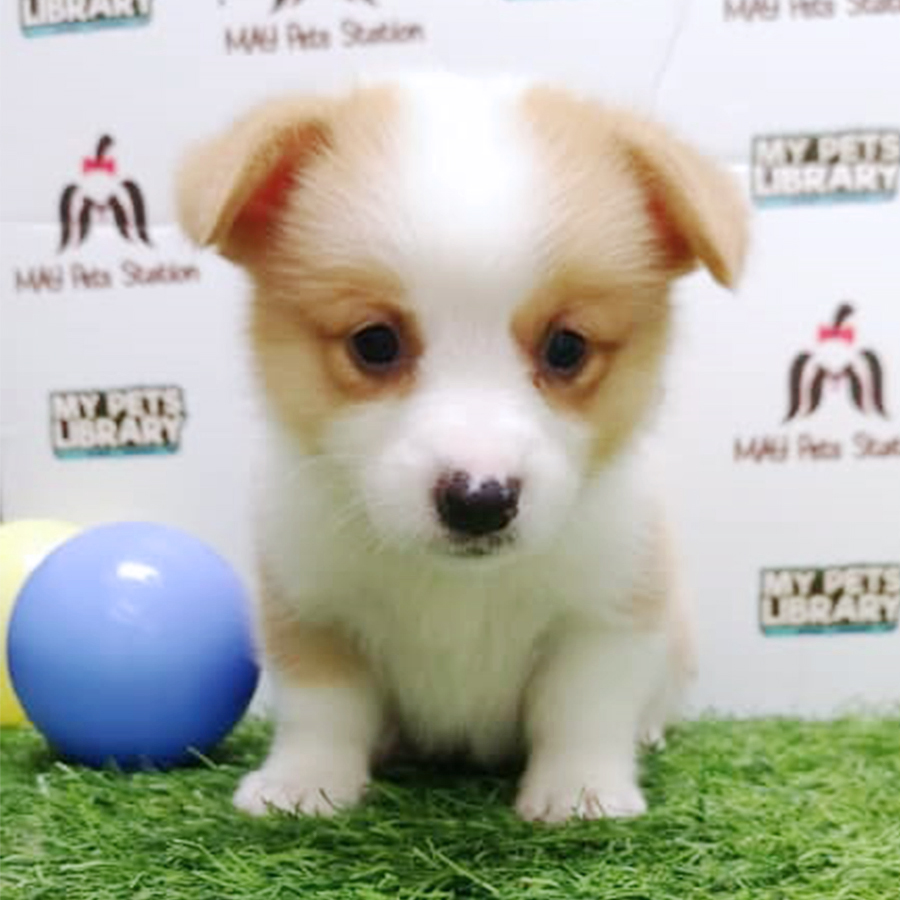 Welsh Corgi Puppy (Female) For Sale