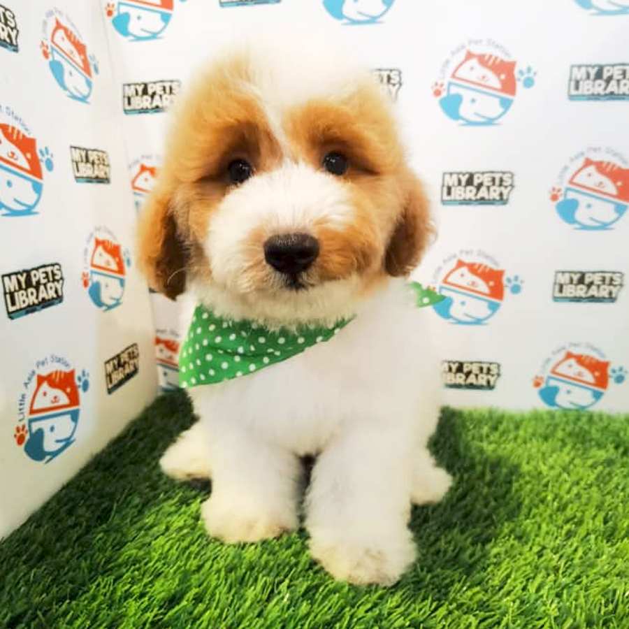 Toy Poodle Puppy (Male) For Sale