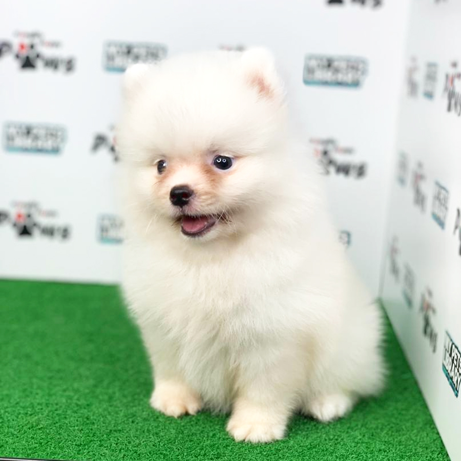 Pomeranian Puppy (Male) For Sale