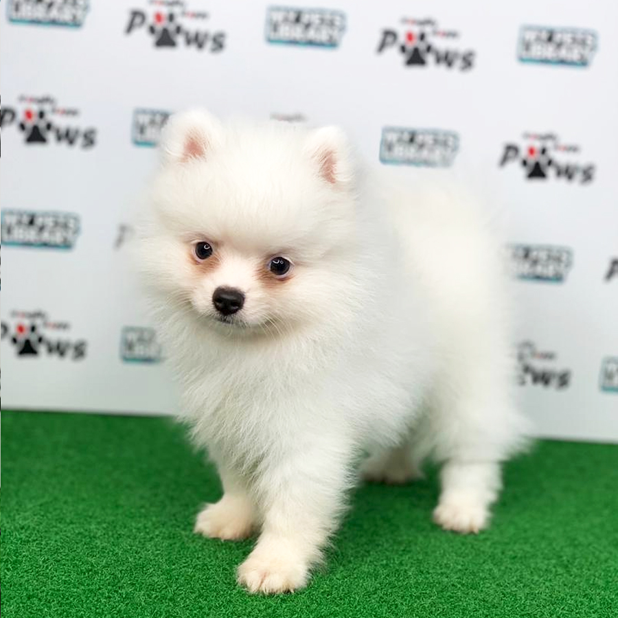 Pomeranian Puppy (Male) For Sale