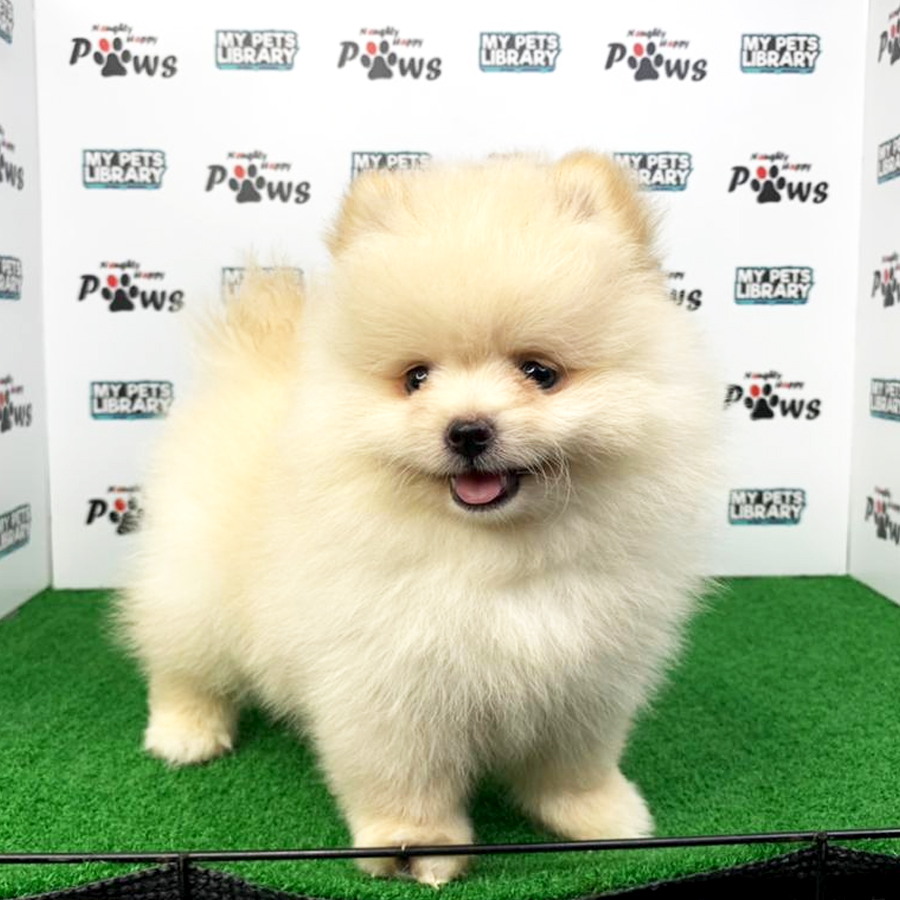 Pomeranian Puppy (Male) For Sale