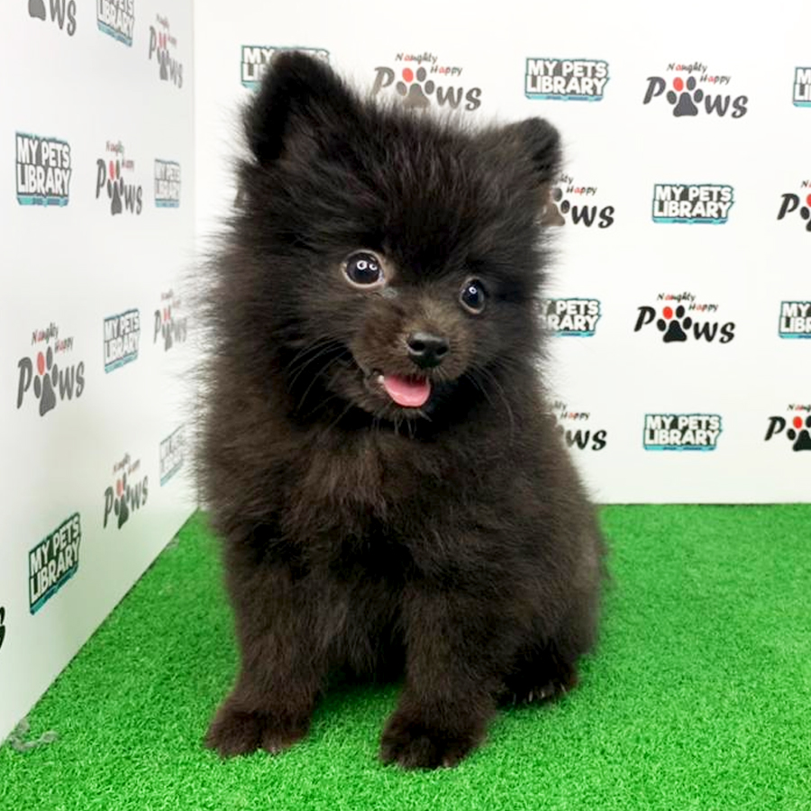 Pomeranian Puppy (Female) For Sale