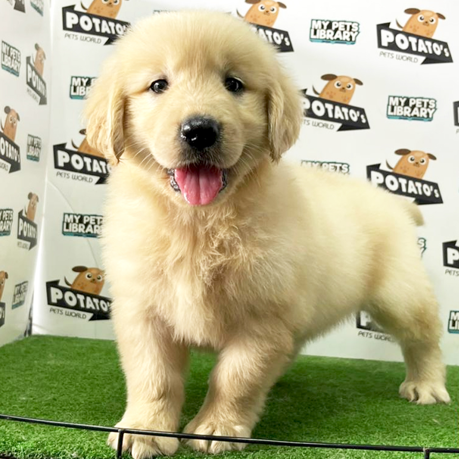 Golden Retriever Puppy (Female) For Sale