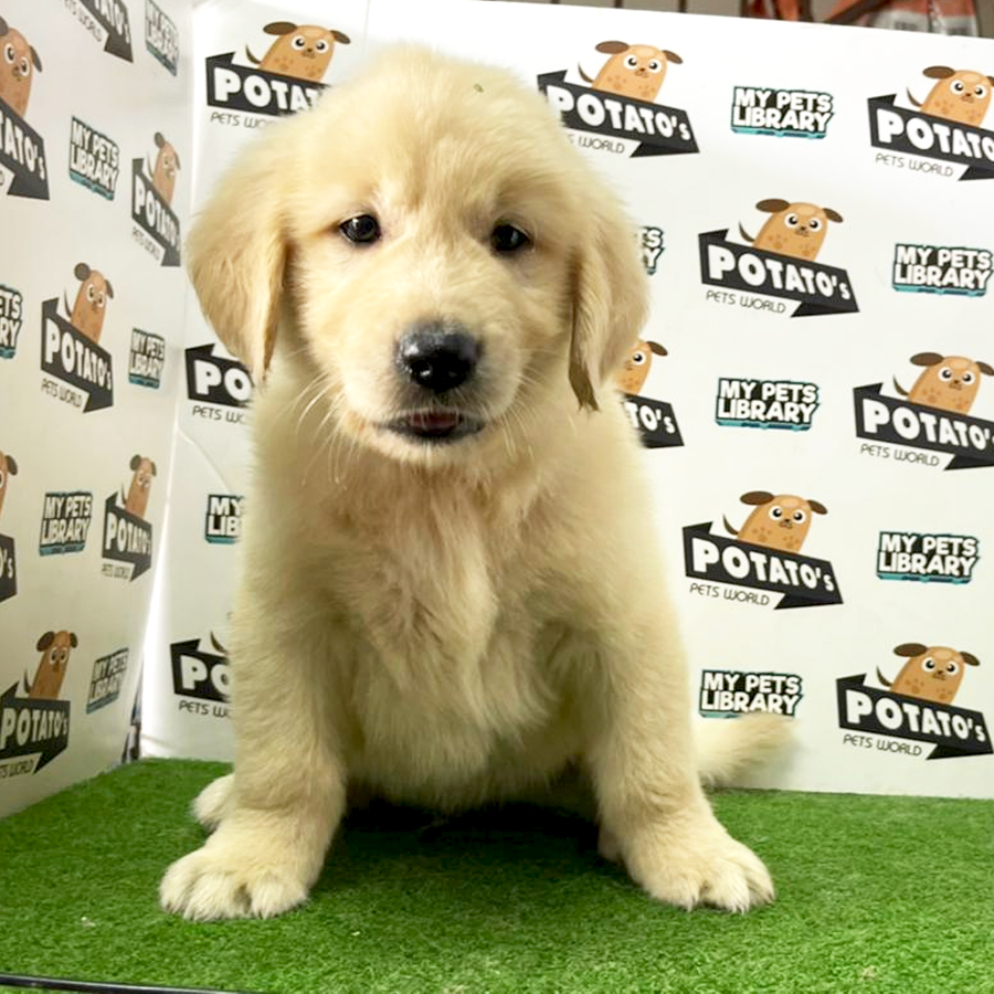 Golden Retriever Puppy (Male) For Sale