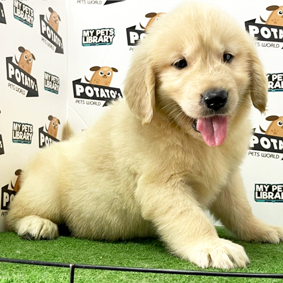 Golden Retriever Puppy (Male) For Sale