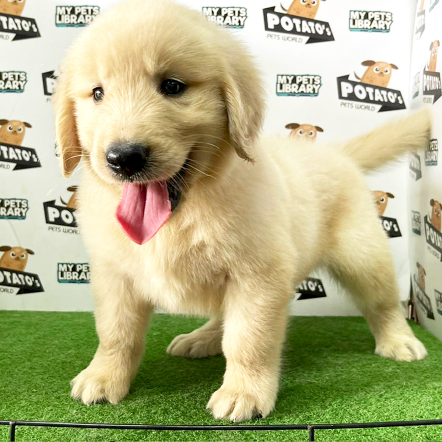Golden Retriever Puppy (Male) For Sale