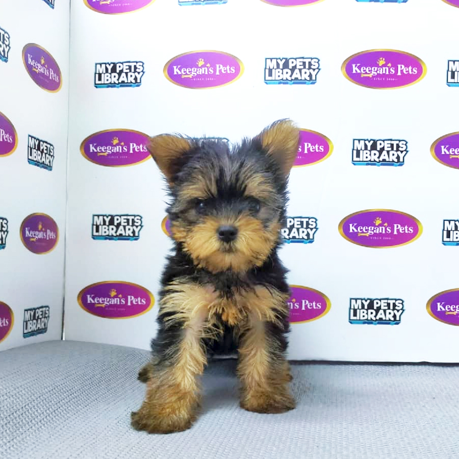 MKA Yorkshire Terrier Puppy (Female) For Sale