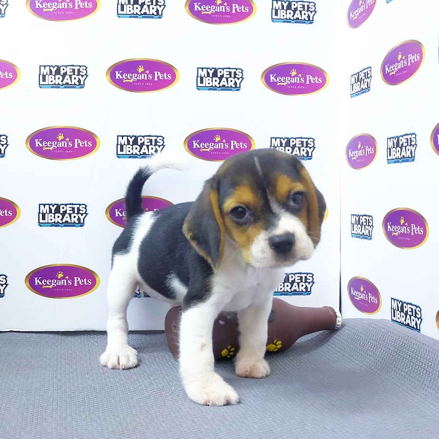 MKA Beagle Puppy (Female) For Sale