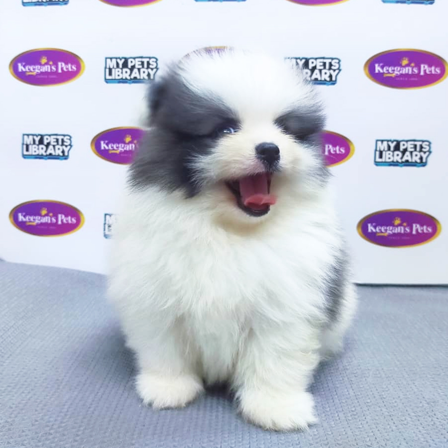 MKA Pomeranian Puppy (Male) For Sale