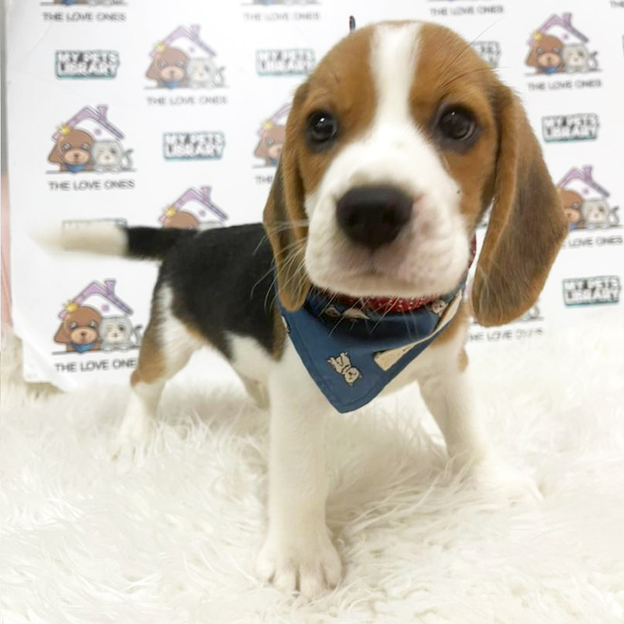 Beagle Puppy (Male) For Sale