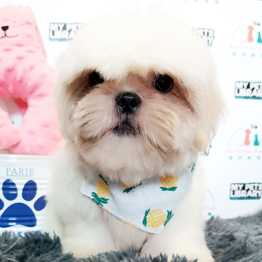 Maltese Mix Shih Tzu Puppy (Female) For Sale
