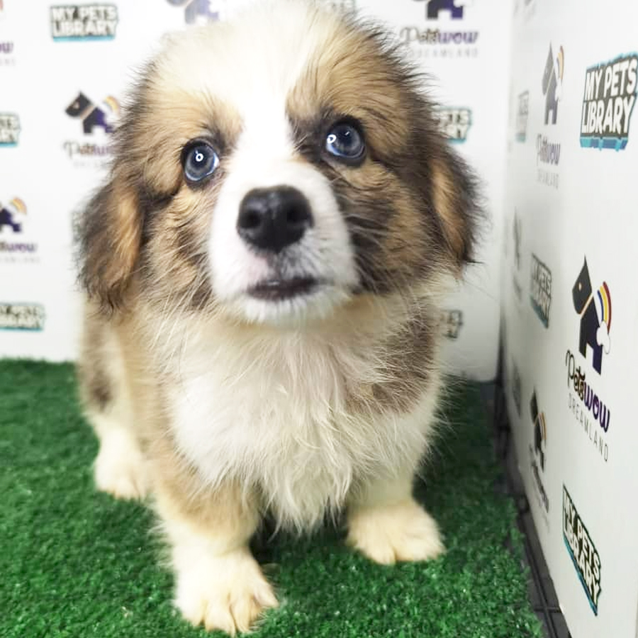MKA Pembroke Welsh Corgi Puppy (Male) For Sale