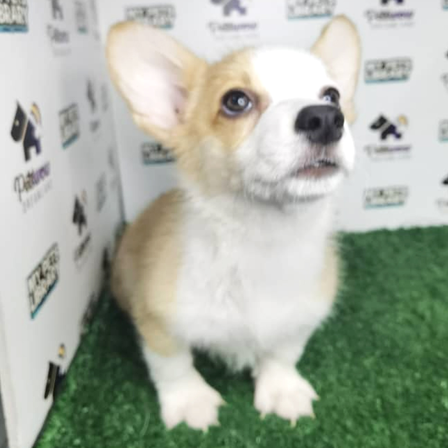 MKA Pembroke Welsh Corgi Puppy (Female) For Sale