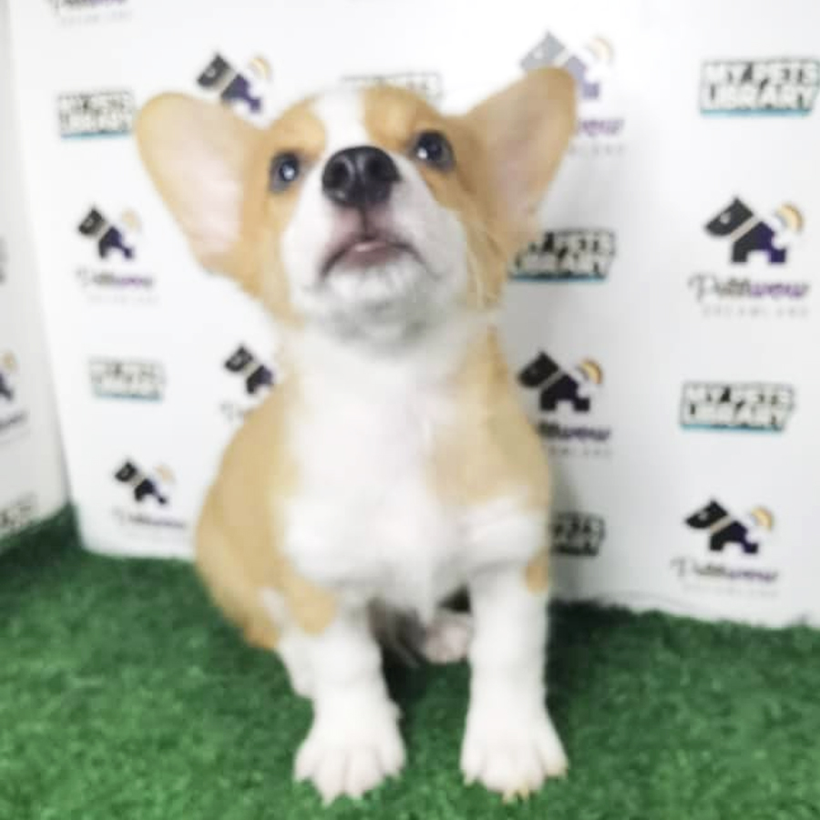 MKA Pembroke Welsh Corgi Puppy (Male) For Sale