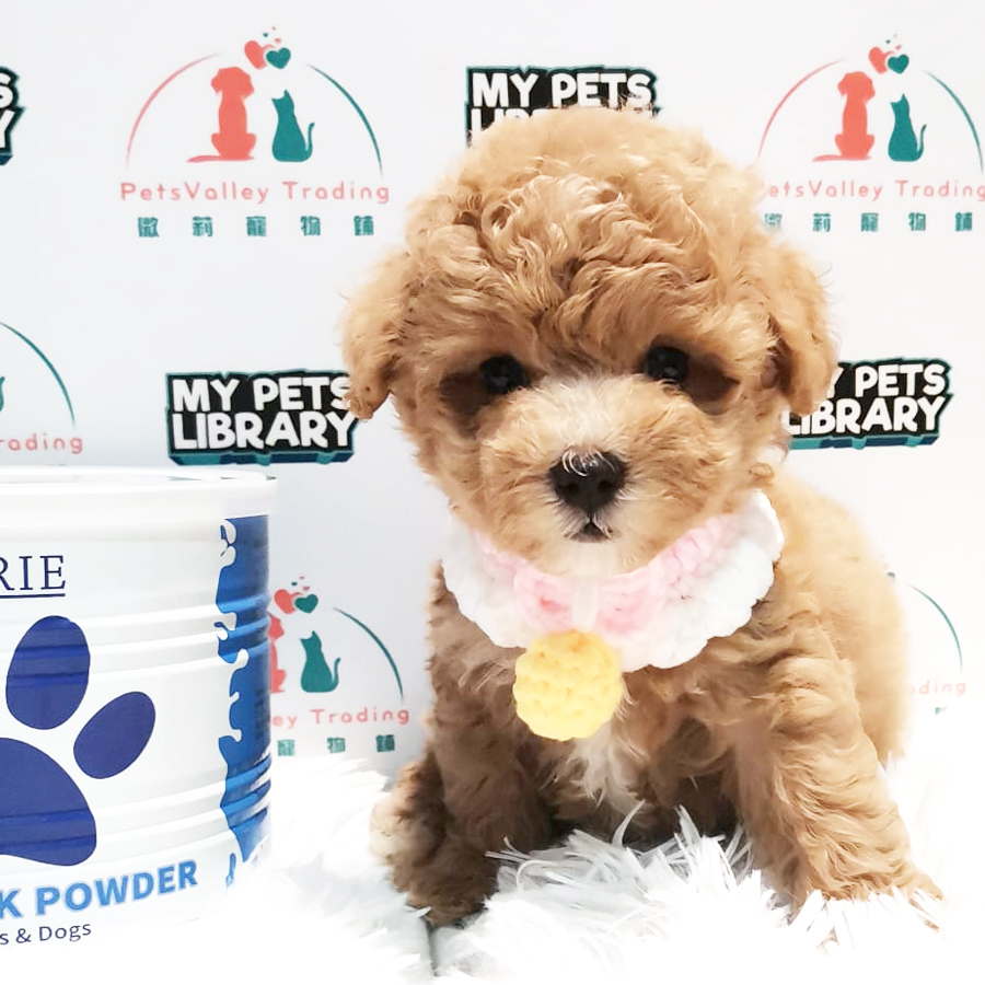 Toy Poodle Puppy (Female) For Sale