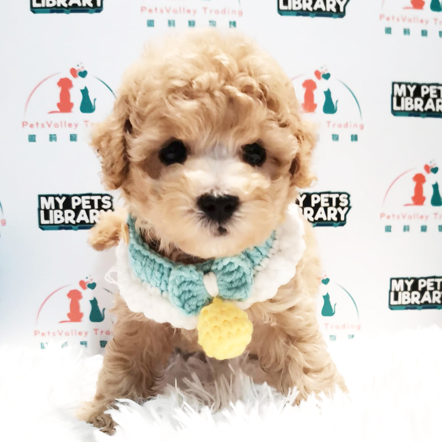 Toy Poodle Puppy (Male) For Sale