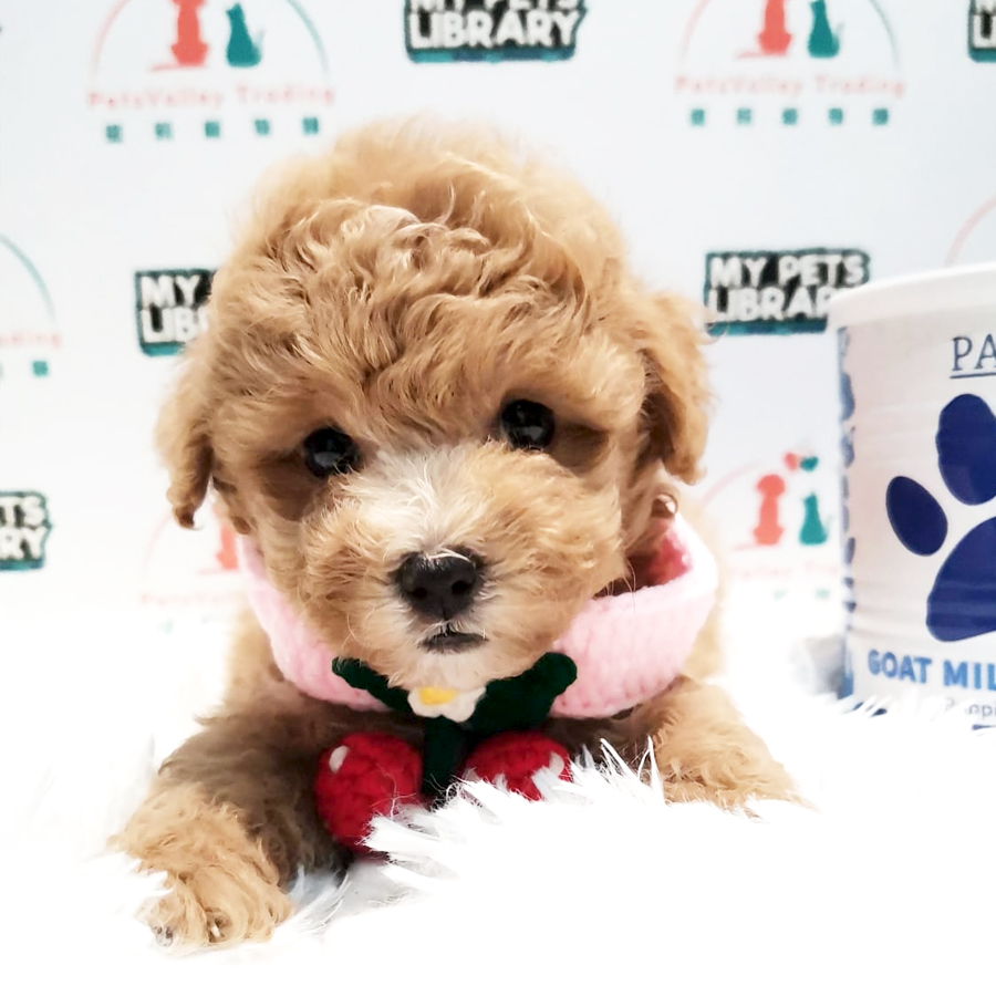 Toy Poodle Puppy (Female) For Sale