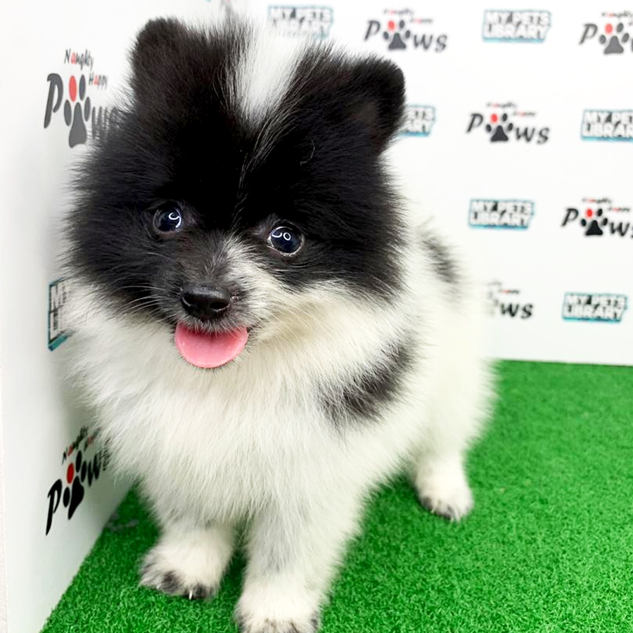 Pomeranian Puppy (Male) For Sale