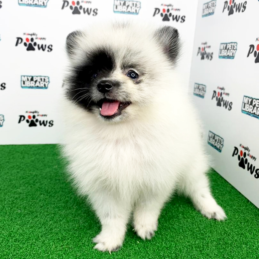 Pomeranian Puppy (Male) For Sale