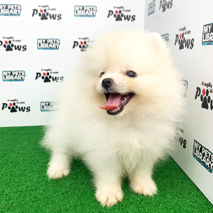 Pomeranian Puppy (Female) For Sale